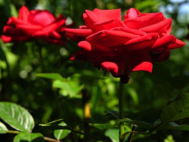 jardim-com-rosas-vermelhas-10