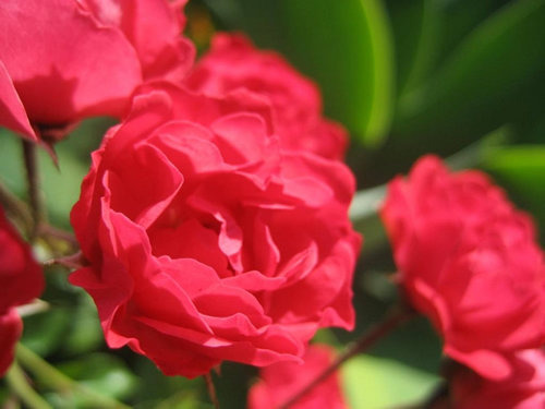 jardim-com-rosas-vermelhas-13