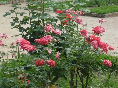 jardim-com-rosas-vermelhas-14