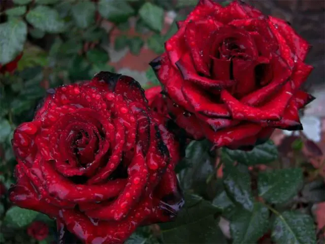 jardim-com-rosas-vermelhas-15