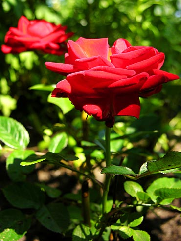 jardim-com-rosas-vermelhas-5