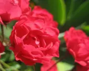 jardim-com-rosas-vermelhas-13