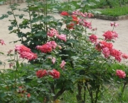 jardim-com-rosas-vermelhas-14