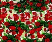 jardim-com-rosas-vermelhas-2