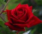 jardim-com-rosas-vermelhas-9