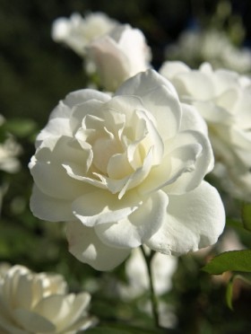 rosas-brancas-para-jardins-1
