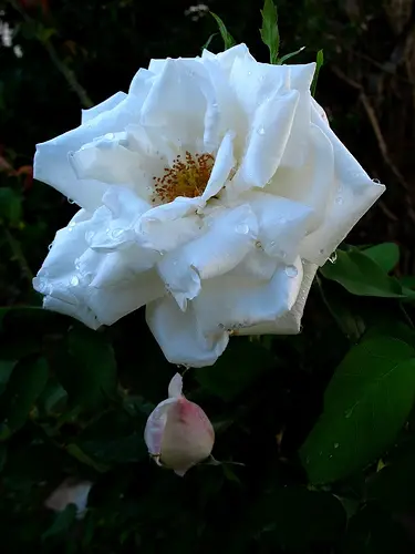 rosas-brancas-para-jardins-10