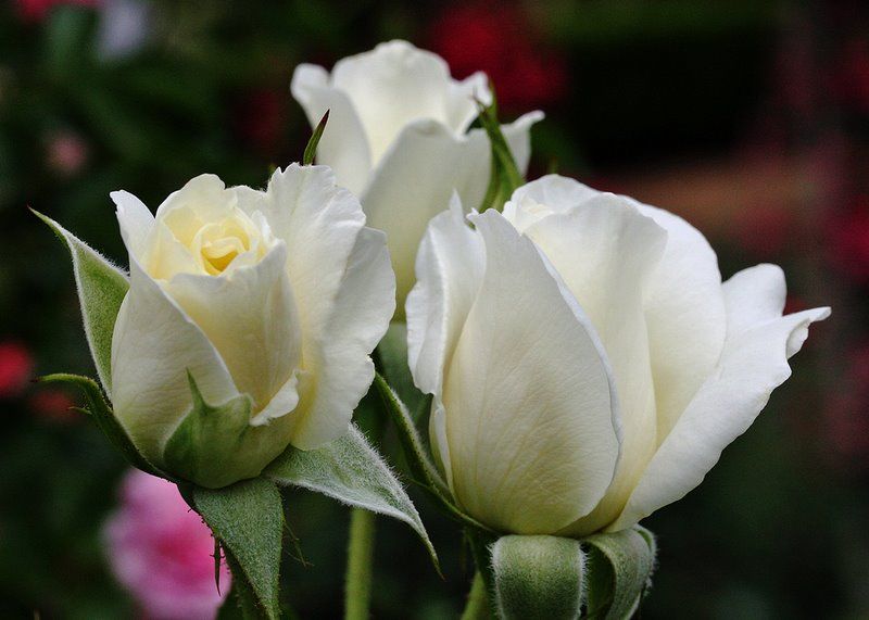 rosas-brancas-para-jardins-12
