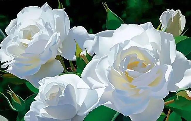 rosas-brancas-para-jardins-3