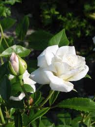 rosas-brancas-para-jardins-4