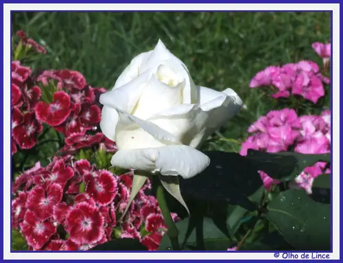 rosas-brancas-para-jardins-5