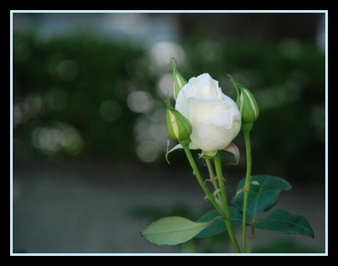 Rosas Brancas para Jardins Fotos e Imagens Imóveis