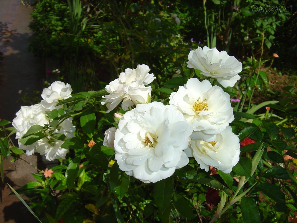 rosas-brancas-para-jardins-9