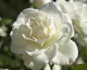 rosas-brancas-para-jardins-1