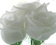 rosas-brancas-para-jardins-11