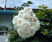 rosas-brancas-para-jardins-13