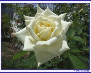 rosas-brancas-para-jardins-14