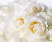 rosas-brancas-para-jardins-15
