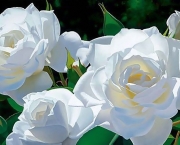 rosas-brancas-para-jardins-3