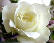 rosas-brancas-para-jardins-6
