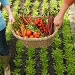 Como Cultivar Alimentos Orgânicos (5)