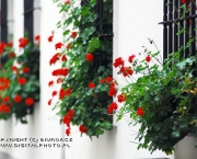 janelas-com-flores-13