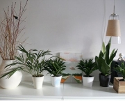 foto-planta-para-decoracao-de-interiores-17