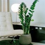 foto-planta-para-decoracao-de-intriores-12