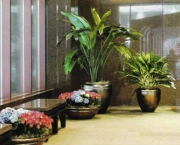 foto-planta-para-decoracao-de-intriores-13