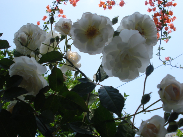 rosas-brancas-para-jardins-2